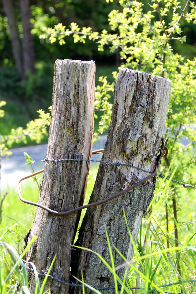 Willow stake nature wooden posts photo