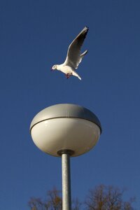 North sea water bird sea