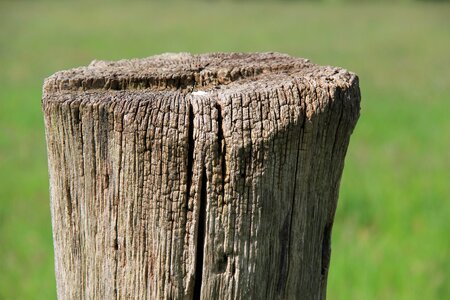 Willow stake nature wooden posts photo