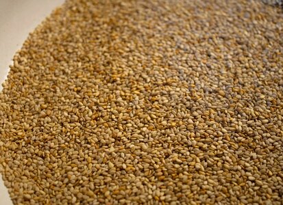 Seed baking ingredient sesamum indicum