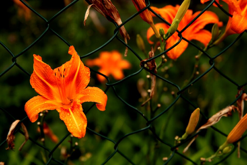 Caught fence grid