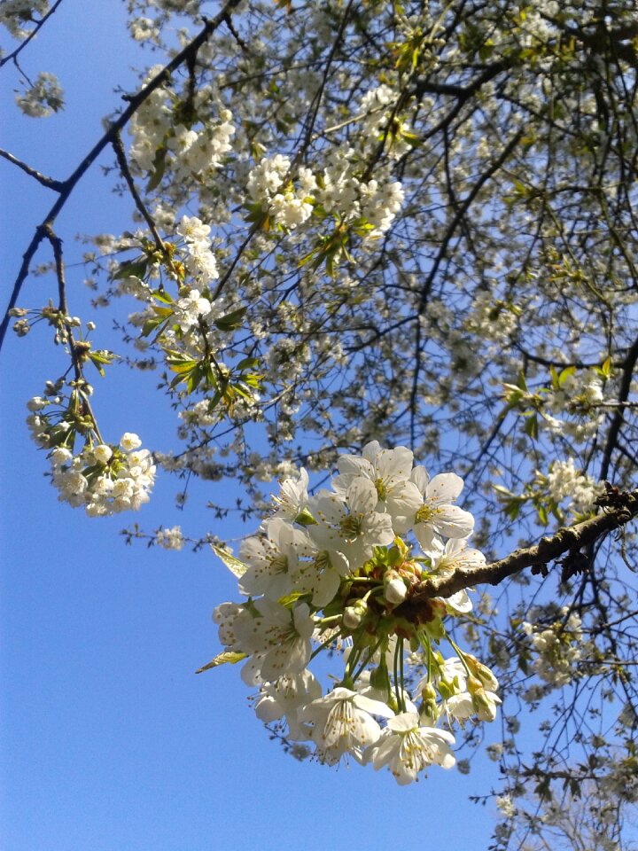 Cherry tree bloom plant