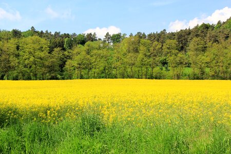 Yellow rape blossom landscape