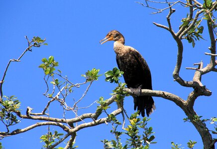 Wildlife bird feather photo