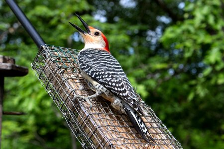 Wild nature hairy woodpecker
