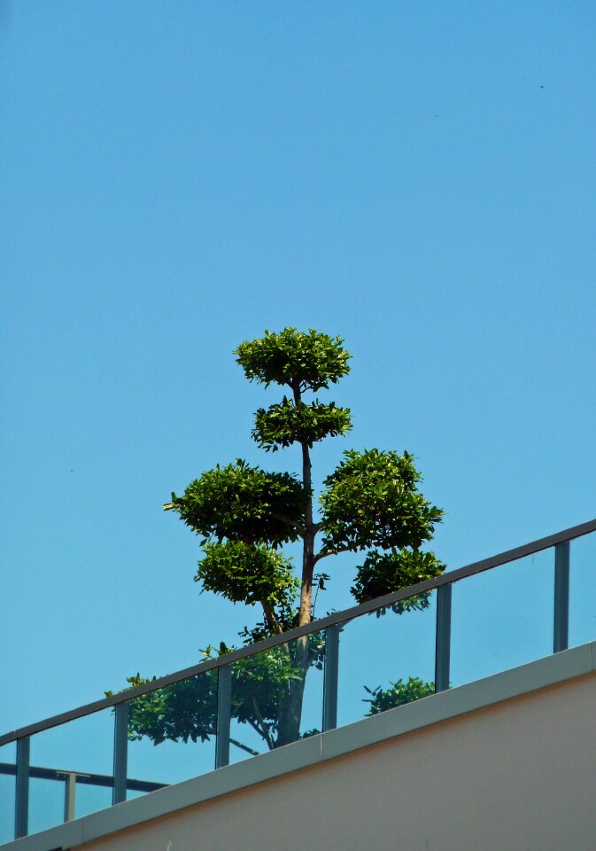 Recover live roof garden