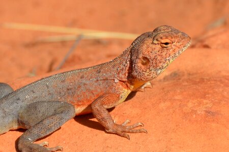 Reptile outback desert