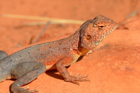 Reptile outback desert photo