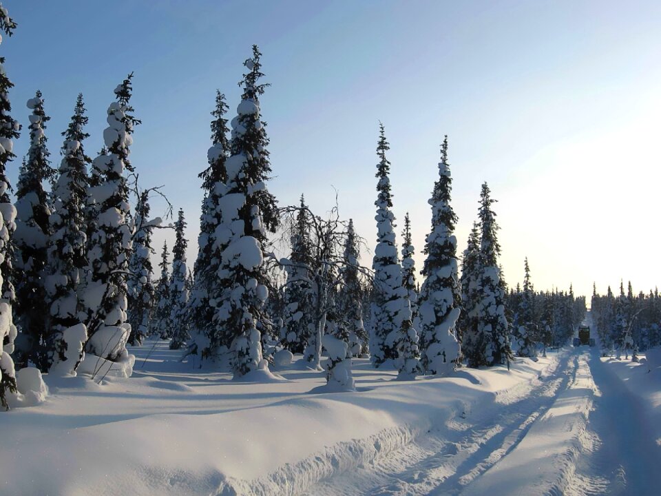 Nature landscape tree