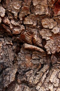 Tree bark texture