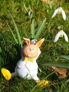 Easter bunny hare spring photo