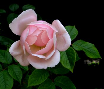 Valentine blossom pink photo