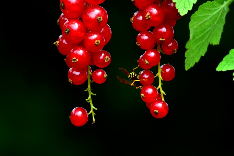 Fruit garden currant berries
