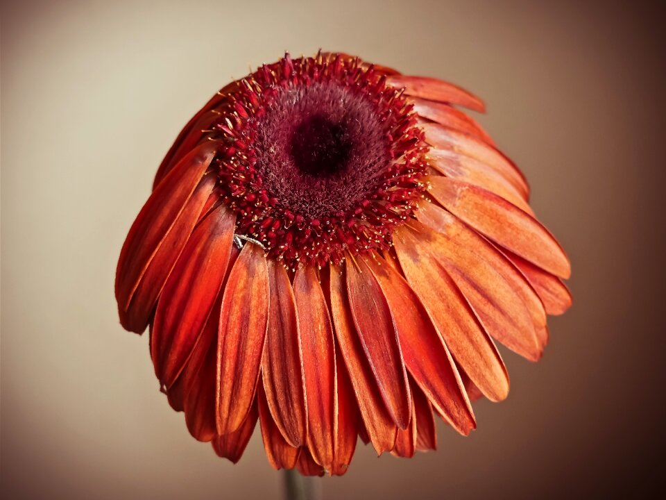 Nature blossom bloom