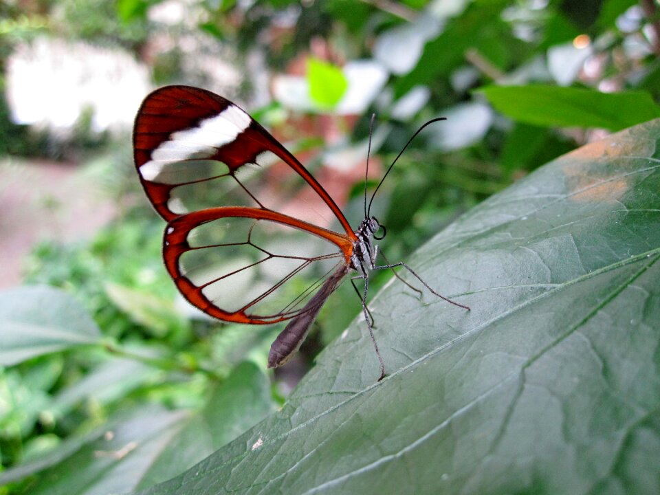 Rarely edelfalter transparent
