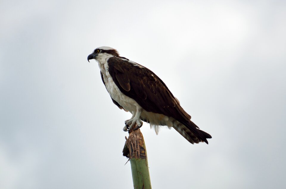 Nature prey animal