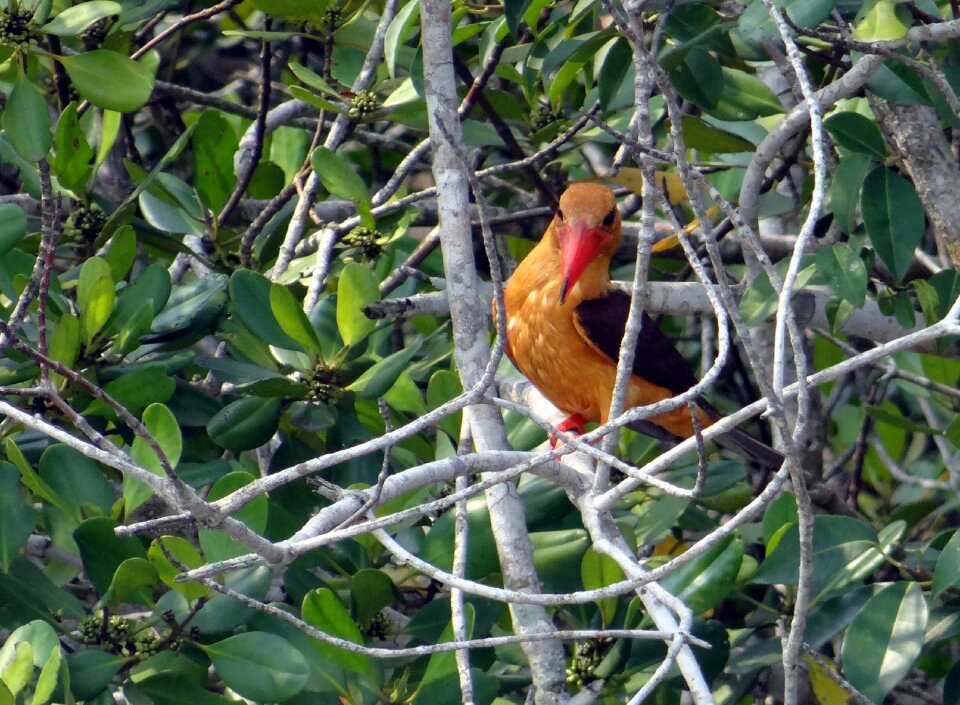 Pelargopsis amauroptera alcedinidae fauna