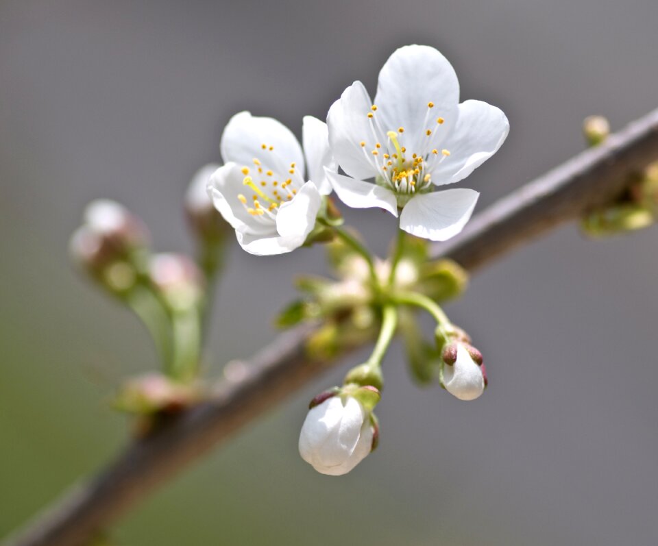 Cherry flower macro