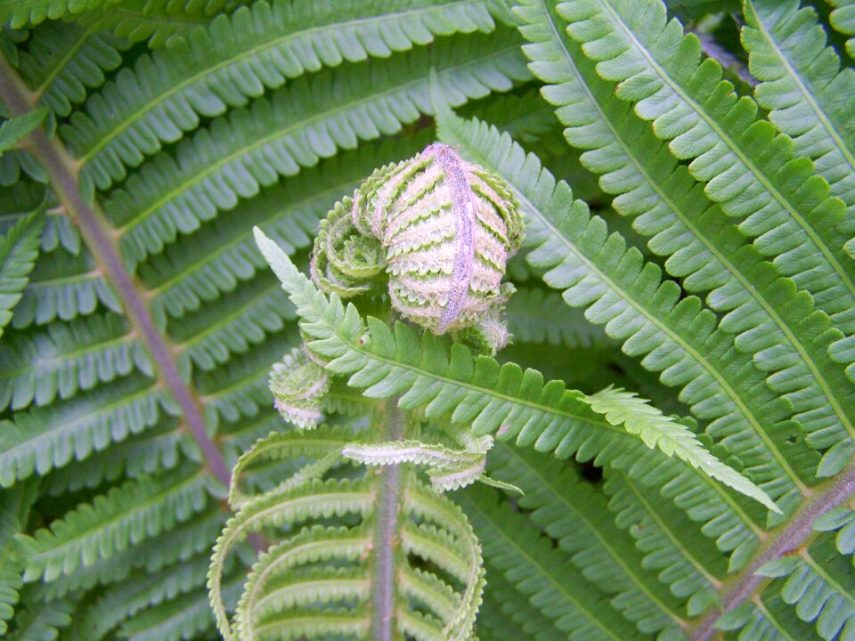 Fern green plants snail-shaped new leaf