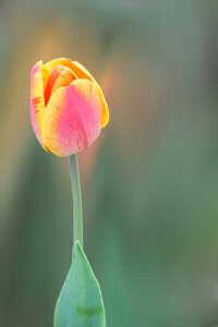 Tulip red yellow spring
