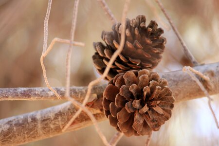 Nature pine twig