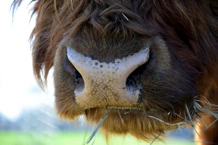 Beef highland beef hay
