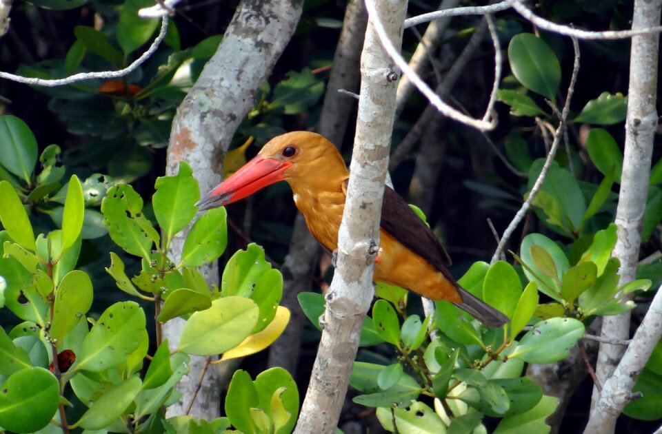 Pelargopsis amauroptera alcedinidae fauna