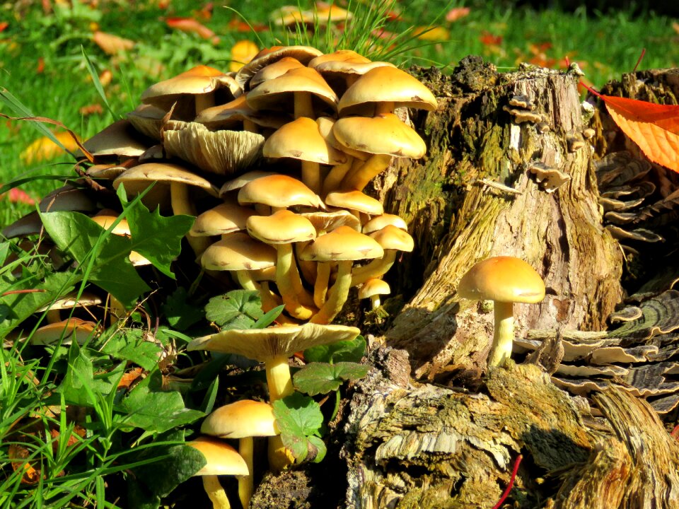 Log morsch tree fungus
