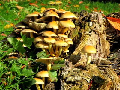 Log morsch tree fungus photo