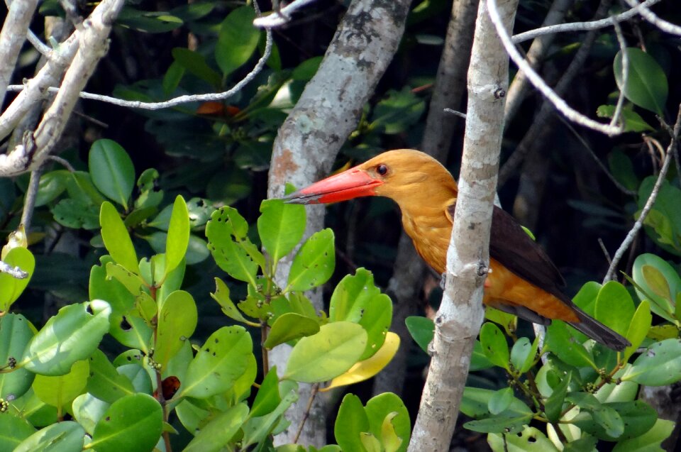 Pelargopsis amauroptera alcedinidae fauna