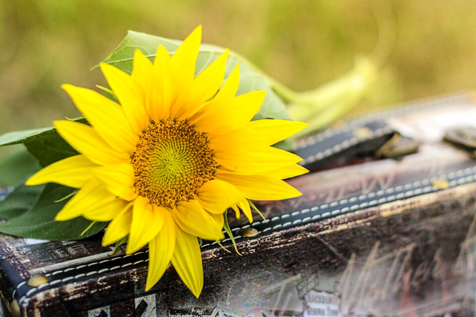 Yellow yellow flower flowers