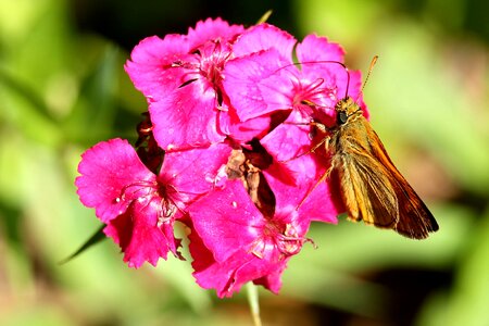 Red insect butterfly photo