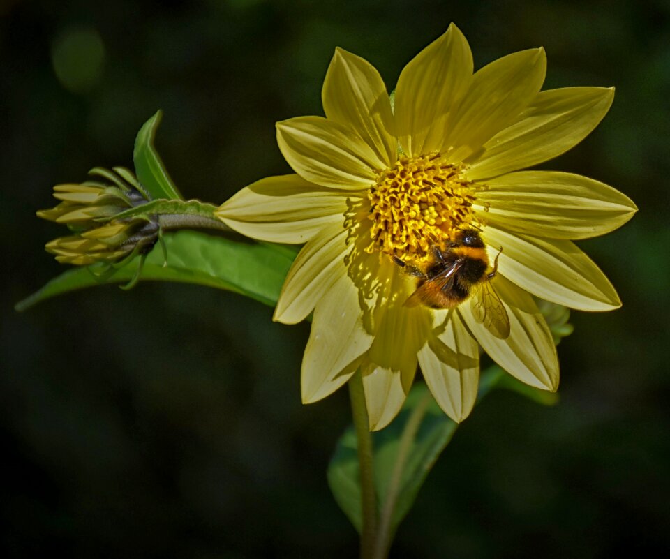 Close up flower nature