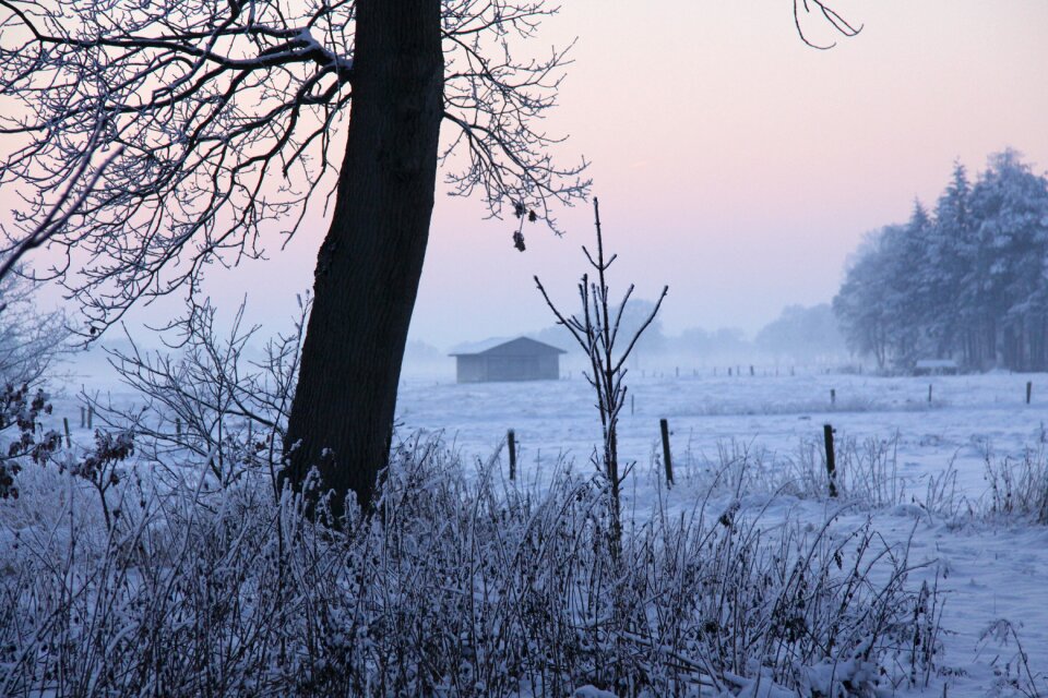 Cold winter trees snowy