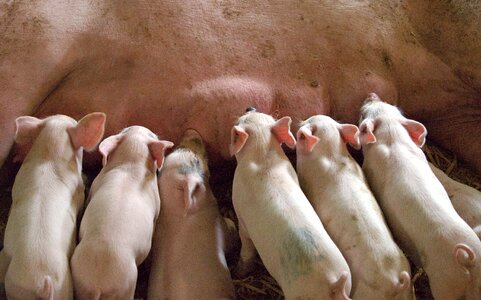 Milk litter pig