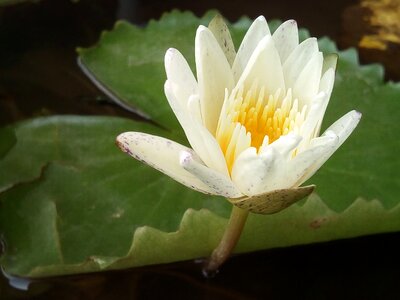 Flowers lotus lake white lotus
