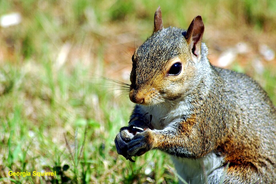 Rodent creature wild