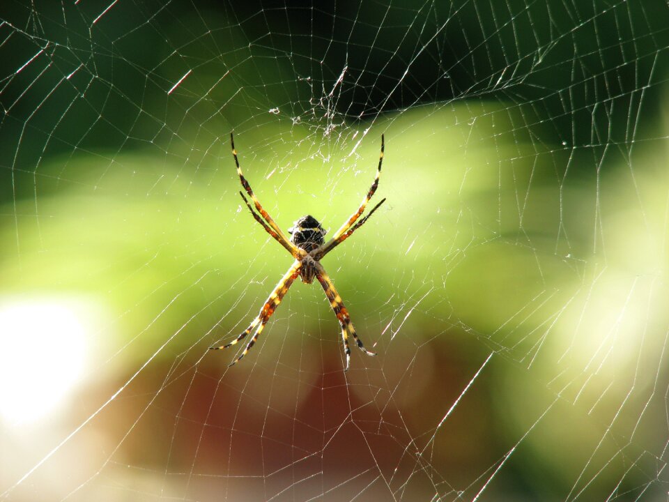 Animal nature web