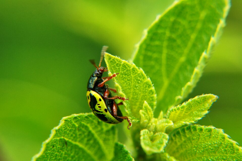 Wild life spring garden