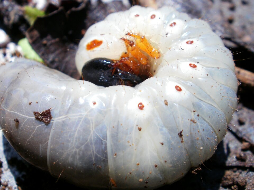 Blind woman tecpan insect