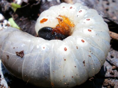 Blind woman tecpan insect
