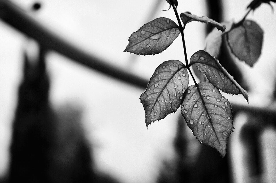 Waterdrops plan nature