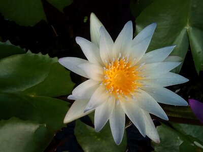 Flowers lotus lake white lotus