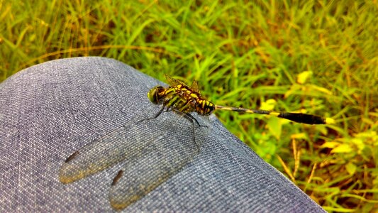 Animals dragonfly gorgeous