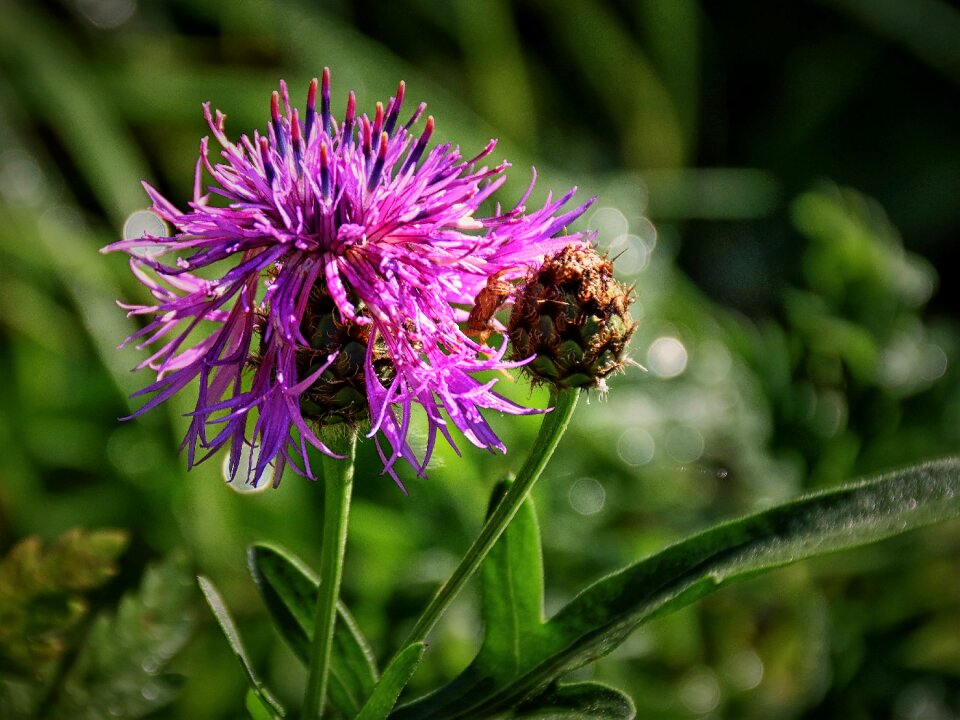 Bloom plant nature photo