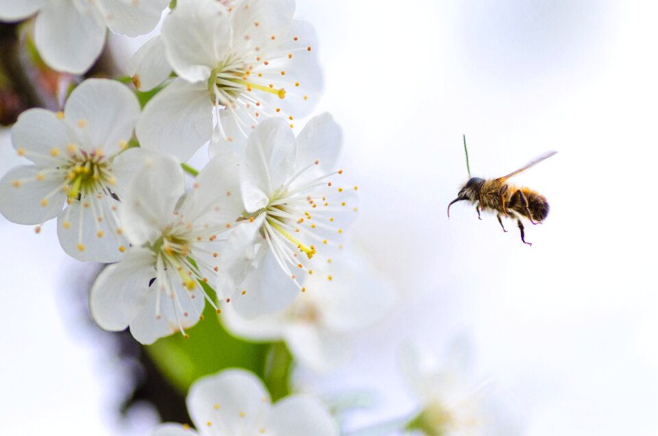 Insect white pollen
