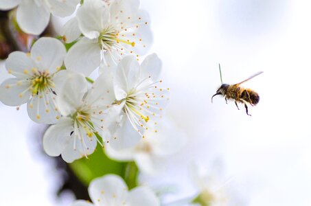 Insect white pollen photo