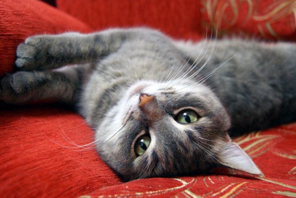 Cat animals cats