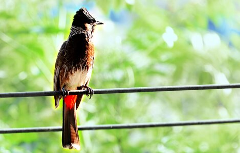 Animal feather cute