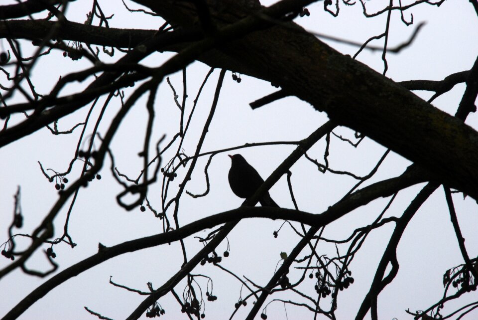 Blackbird branch black